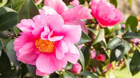 October natgic inspiration camellia
